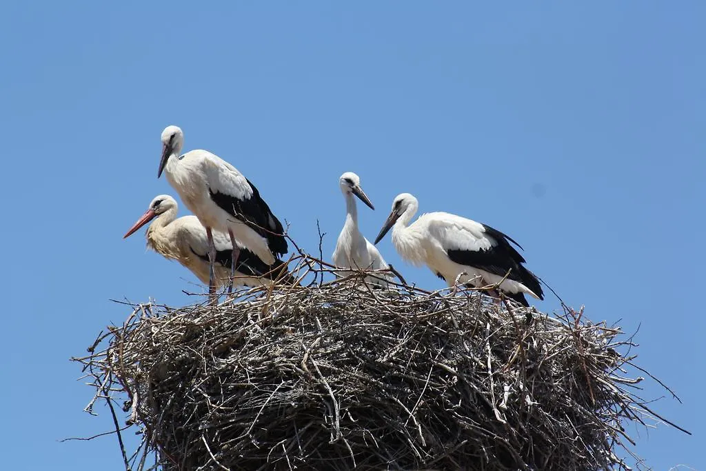 City Stork Hostel Portimão Portugal